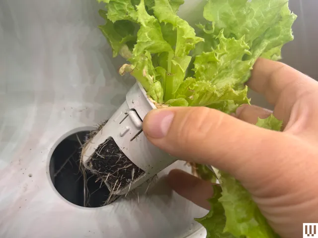 L’image contient peut-être : Nourriture, Présentation de la nourriture, Produit, Laitue, Plante, Légume, Bébé et Personne