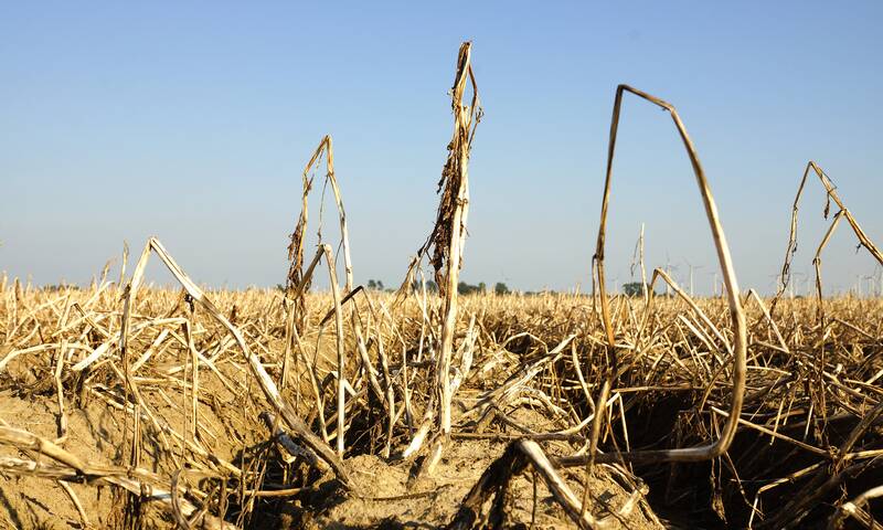 Quel impact de la canicule sur notre approvisionnement alimentaire ? Quel impact de la canicule sur notre approvisionnement alimentaire ?