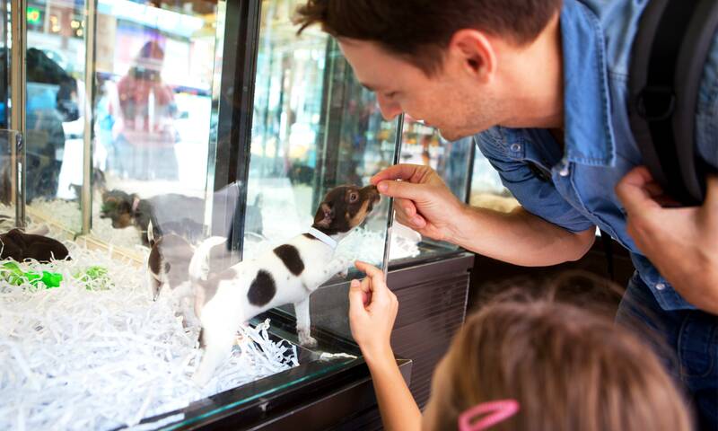 La vente de chiens et de chats en animalerie enfin sanctionnée La vente de chiens et de chats en animalerie enfin sanctionnée