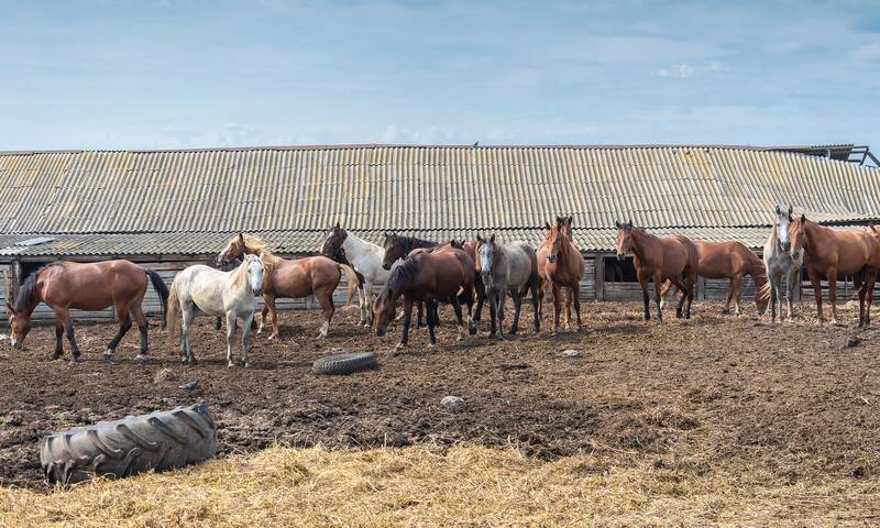 Fraude à la viande de cheval : ça recommence ! Fraude à la viande de cheval : ça recommence !