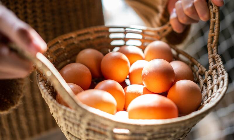 60 % des œufs de poulaillers amateurs sont contaminés aux PFAS 60 % des œufs de poulaillers amateurs sont contaminés aux PFAS